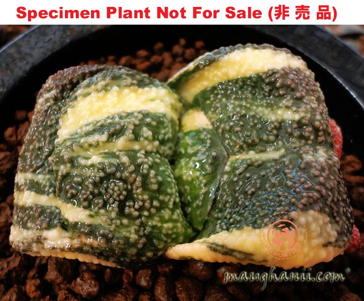 G-25 G. armstrongii 'Apollo' variegate, 20 fresh seeds 2025 G-25 G. armstrongii 'Apollo' variegate, 20 fresh seeds 2025