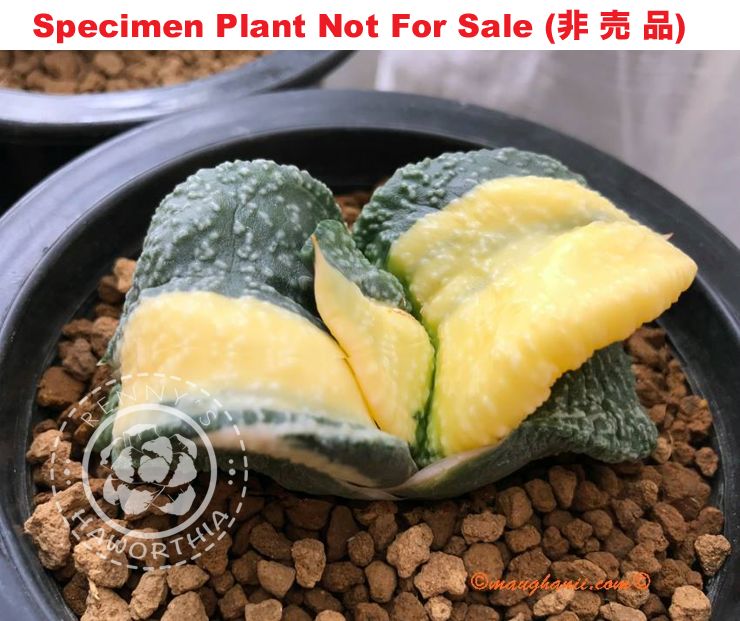 G-58 G. armstrongii 'Arizona' variegate, 20 fresh seeds 2025 G-58 G. armstrongii 'Arizona' variegate, 20 fresh seeds 2025