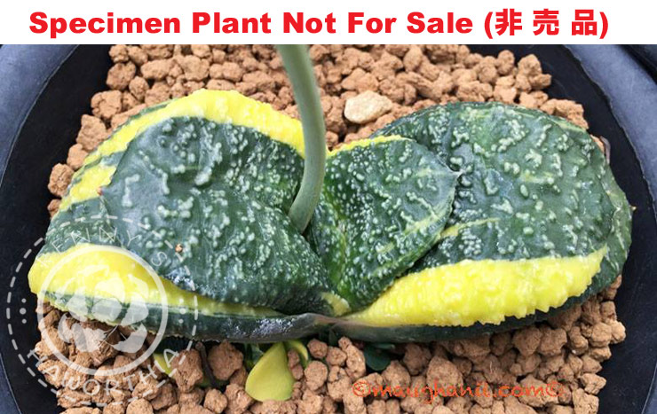 G-17 G. cv 'Atlantis' varie, 20 fresh seeds 2025