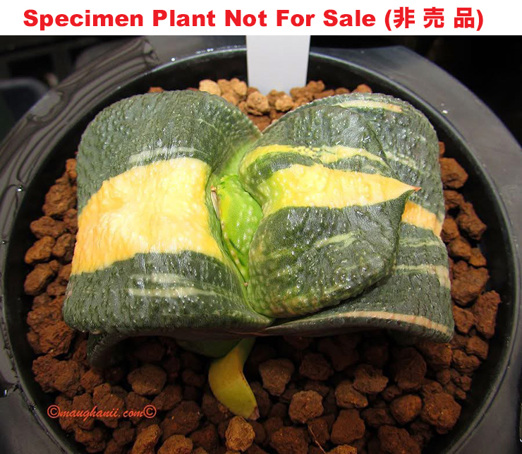 G-24 G. armstrongii 'Atlas' variegate, 20 fresh seeds 2025 G-24 G. armstrongii 'Atlas' variegate, 20 fresh seeds 2025