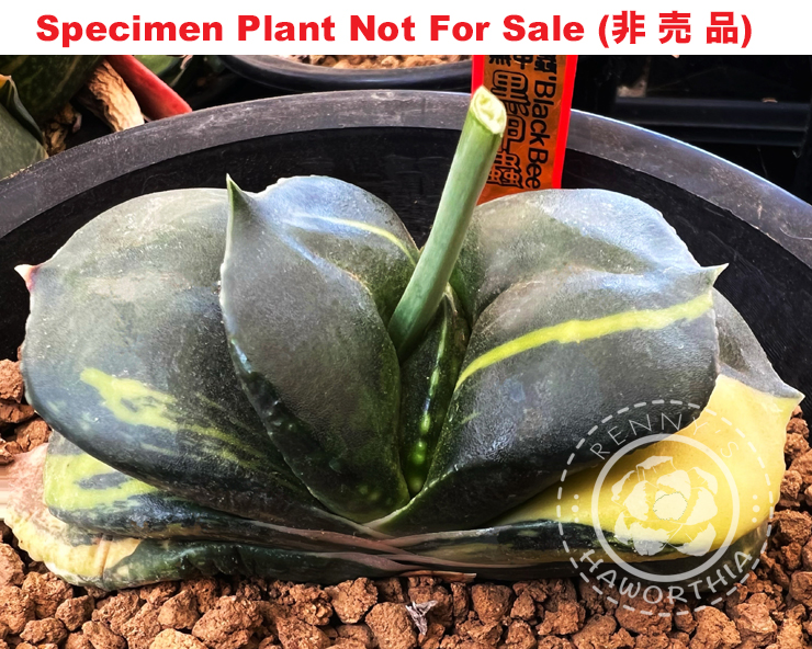G-23 G. cv 'Black Beetle' variegate, 20 fresh seeds 2025 G-23 G. cv 'Black Beetle' variegate, 20 fresh seeds 2025