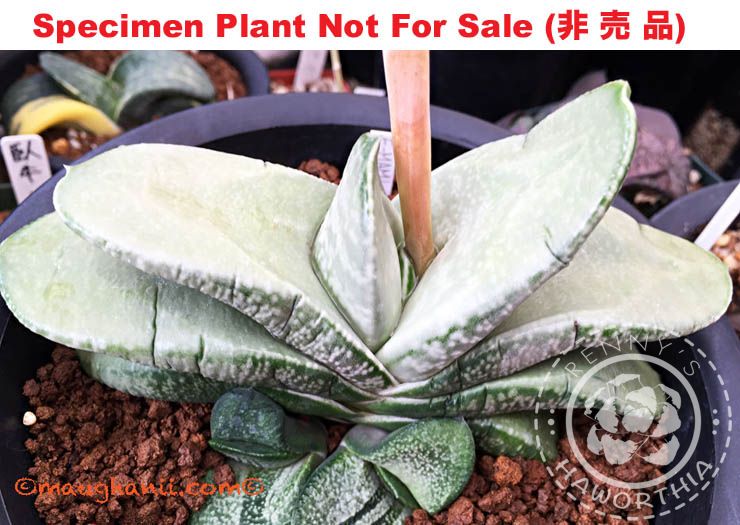G-56 G. hyb 'Blue Bird', 20 fresh seeds 2025 G-56 G. hyb 'Blue Bird', 20 fresh seeds 2025