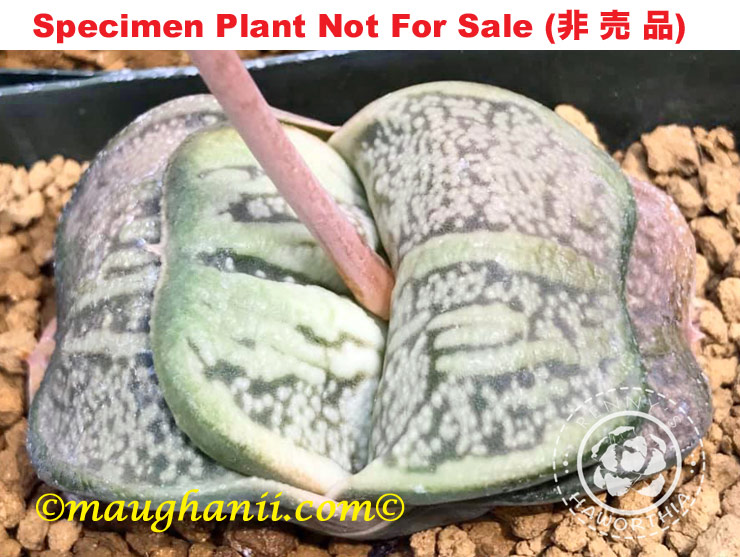 G-45 G. hyb 'Blue Lagoon', 20 fresh seeds 2025 G-45 G. hyb 'Blue Lagoon', 20 fresh seeds 2025