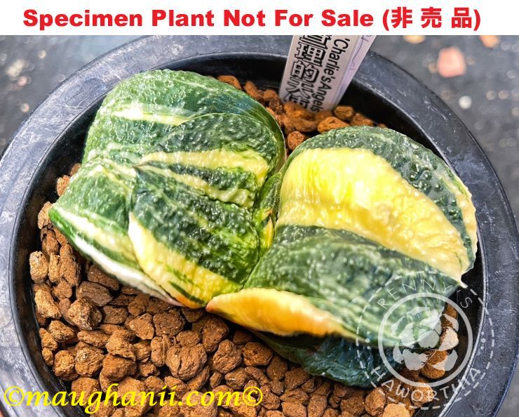 G-35 G. cv 'Charlie's Angel' varie, 20 fresh seeds 2025 G-35 G. cv 'Charlie's Angel' varie, 20 fresh seeds 2025