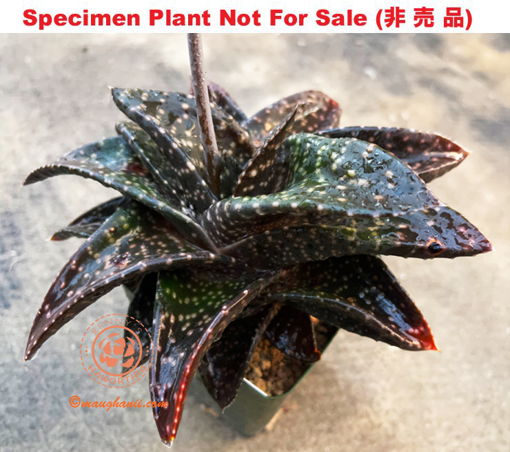 G-39 G. hyb 'Dagger', 20 fresh seeds 2025 G-39 G. hyb 'Dagger', 20 fresh seeds 2025