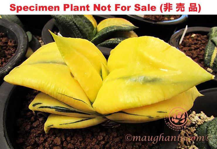 G-44 G. hyb 'Dolphin' varie, 20 fresh seeds 2025 G-44 G. hyb 'Dolphin' varie, 20 fresh seeds 2025