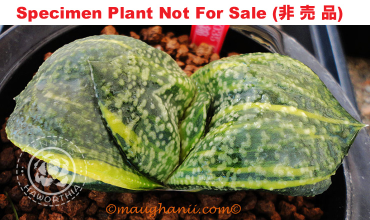 G-33 G. armstrongii 'GN-035', 20 fresh seeds 2025 G-33 G. armstrongii 'GN-035', 20 fresh seeds 2025