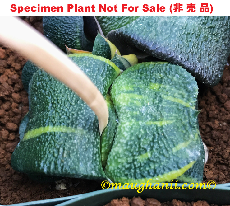 G-13 G. armstrongii 'GN-022' variegate, 20 fresh seeds 2025