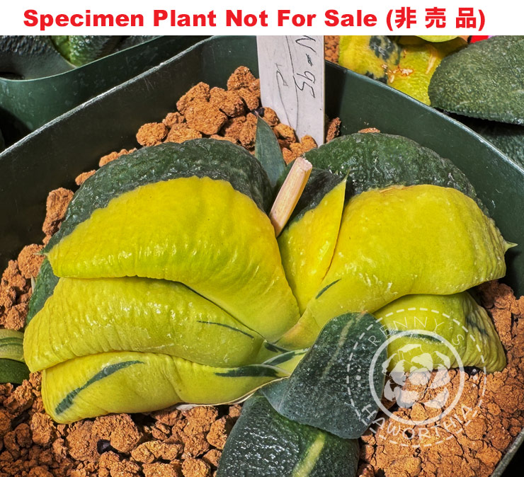 G-79 G. cv 'GN-095' variegate, 20 fresh seeds 2025 G-79 G. cv 'GN-095' variegate, 20 fresh seeds 2025