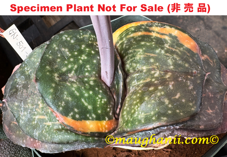 G-37 G. armstrongii 'GN-501-2014' variegate, 20 fresh seeds 2025 G-37 G. armstrongii 'GN-501-2014' variegate, 20 fresh seeds 2025