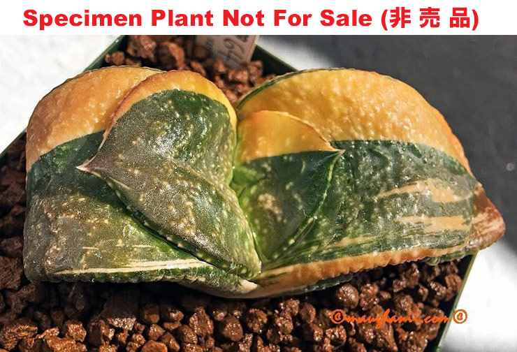 G-02 G. armstrongii 'GN-064' variegate, 20 fresh seeds 2025