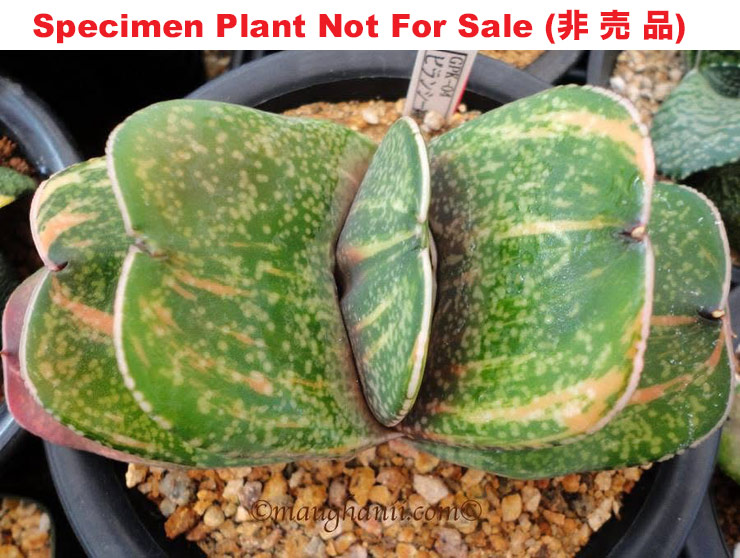 G-11 G. hyb 'GPK-04' variegate, 20 fresh seeds 2025