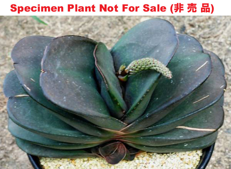 G-54 G. hyb 'Chou Habahiro Daruma Pillansi', 20 fresh seeds 2025 G-54 G. hyb 'Chou Habahiro Daruma Pillansi', 20 fresh seeds 2025