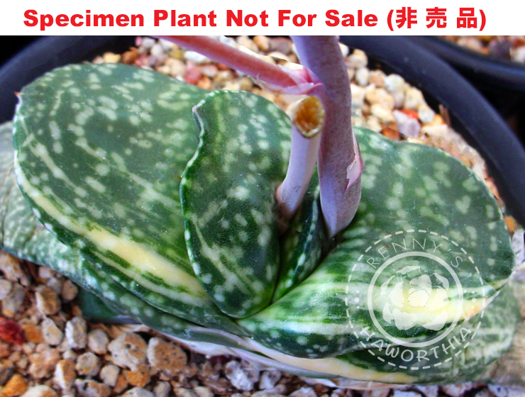 G-09 G. cv 'Kinbikari' variegate, 20 fresh seeds 2025