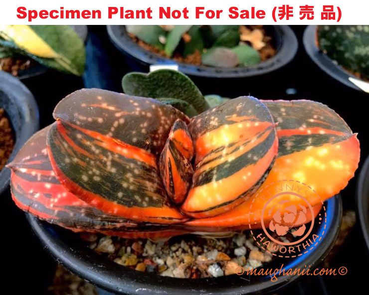 G-50 G. cv 'Lioness' varie, 20 fresh seeds 2025 G-50 G. cv 'Lioness' varie, 20 fresh seeds 2025
