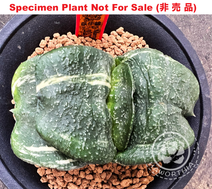 G-49 G. cv 'Mammoth' varie, 20 fresh seeds 2025 G-49 G. cv 'Mammoth' varie, 20 fresh seeds 2025