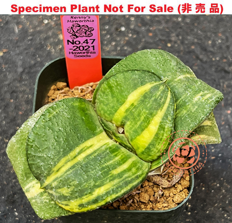 G-42 G. hyb 'No.47-2021' varie, 20 fresh seeds 2025 G-42 G. hyb 'No.47-2021' varie, 20 fresh seeds 2025