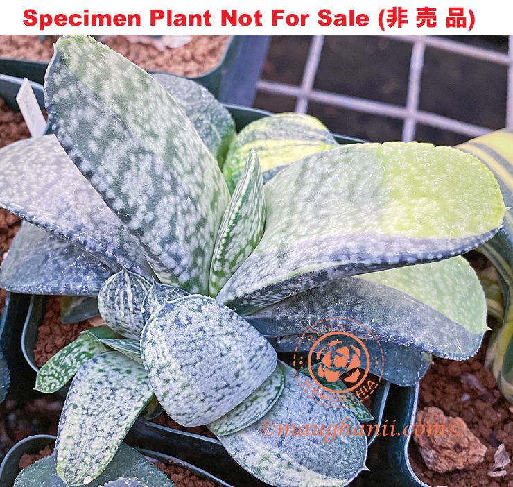G-60 G. hyb 'Pale Kyoryu' variegate, 20 fresh seeds 2025 G-60 G. hyb 'Pale Kyoryu' variegate, 20 fresh seeds 2025