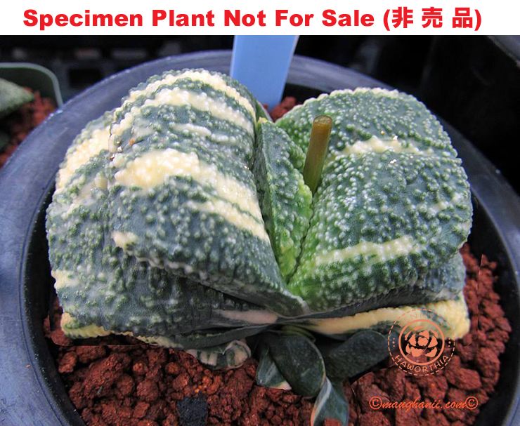 G-18 G. cv 'Pluto' variegate, 20 fresh seeds 2025