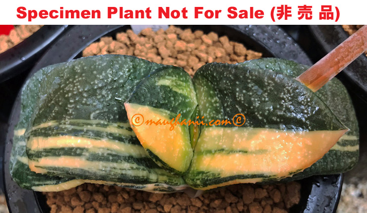 G-12 G. cv 'Popsicle' variegate, 20 fresh seeds 2025
