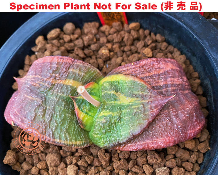 G-22 G. armstrongii 'Red Cliff', 20 fresh seeds 2025 G-22 G. armstrongii 'Red Cliff', 20 fresh seeds 2025