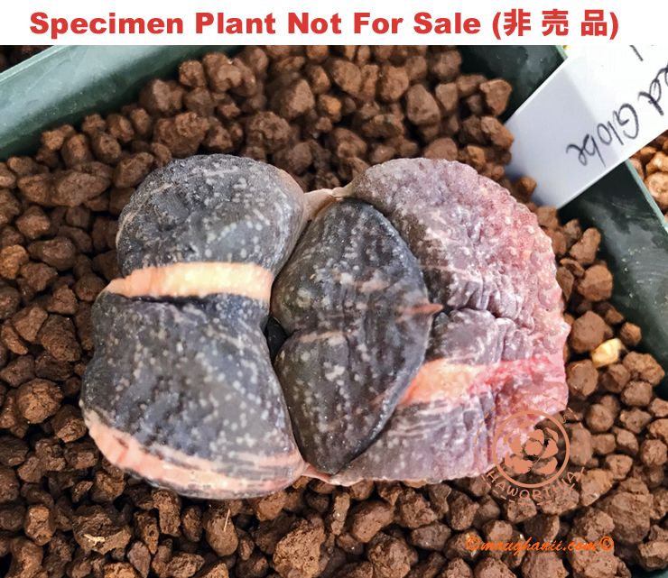 G-59 G. hyb 'Red Globe' variegate, 20 fresh seeds 2025 G-59 G. hyb 'Red Globe' variegate, 20 fresh seeds 2025