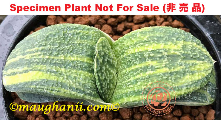 G-27 G. cv 'Shark Skin' variegate, 20 fresh seeds 2025 G-27 G. cv 'Shark Skin' variegate, 20 fresh seeds 2025