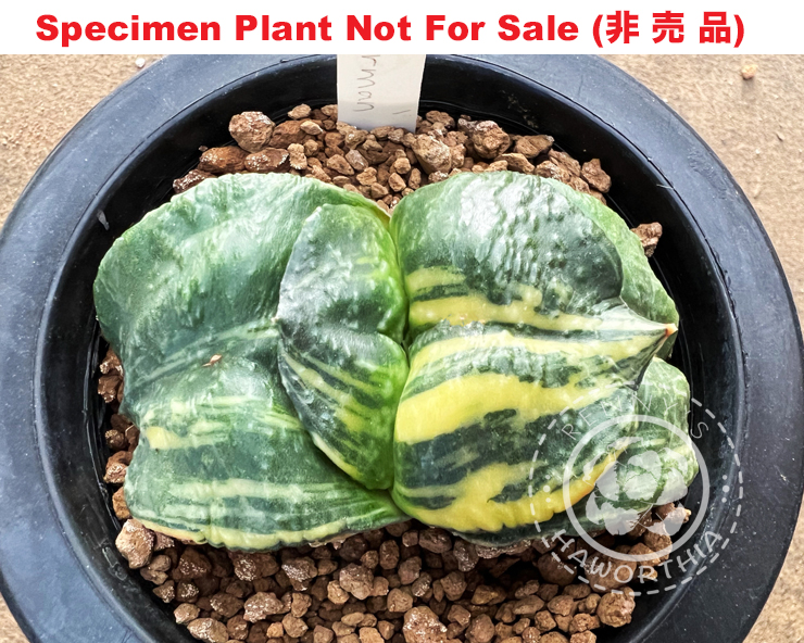 G-16 G. cv 'Superman' varie, 20 fresh seeds 2025