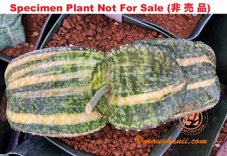 G-34 G. cv 'Virgo' variegate, 20 fresh seeds 2025 G-34 G. cv 'Virgo' variegate, 20 fresh seeds 2025