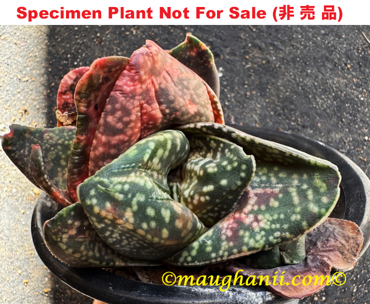 G-48 G. hyb 'Wart Frog', 20 fresh seeds 2025 G-48 G. hyb 'Wart Frog', 20 fresh seeds 2025