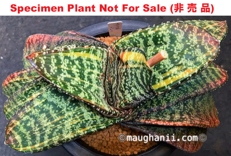 G-04 G. batesiana x ellaphiae variegate, 20 fresh seeds 2025