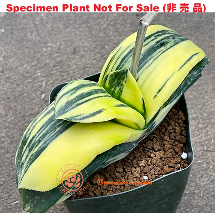 G-30 G. hyb 'Super Pillansi' variegate, 20 fresh seeds 2025 G-30 G. hyb 'Super Pillansi' variegate, 20 fresh seeds 2025