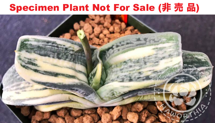 G-06 G. cv 'GH-010' variegate, 20 fresh seeds 2025