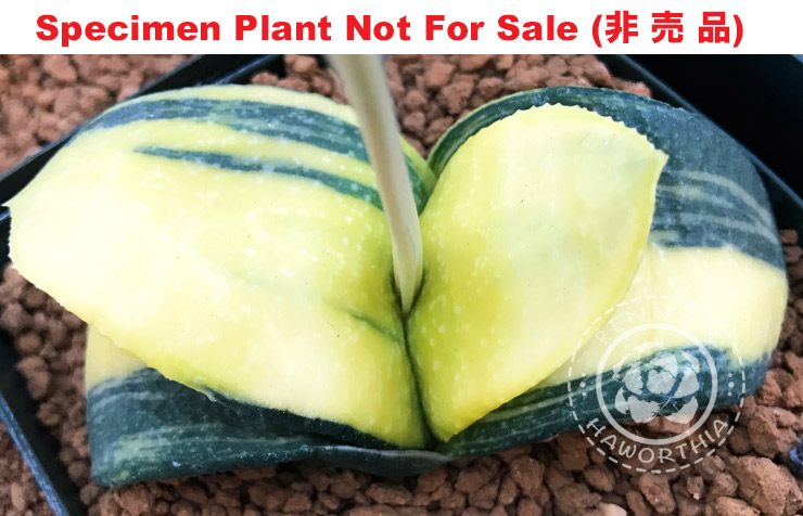 G-57 G. armstrongii 'Edo' variegate, 20 fresh seeds 2025 G-57 G. armstrongii 'Edo' variegate, 20 fresh seeds 2025