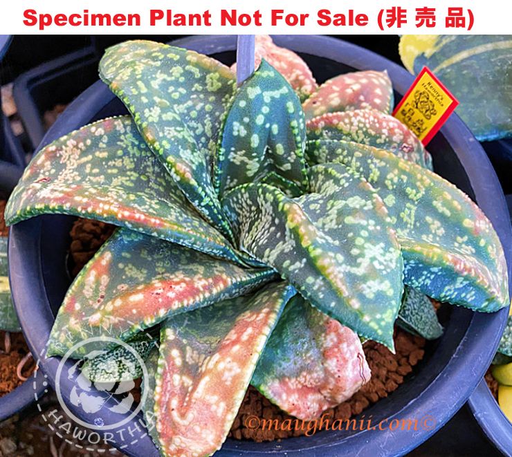 G-19 G. hyb 'Hakuten', 20 fresh seeds 2025