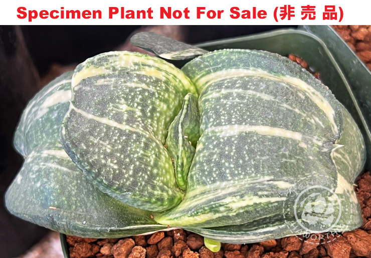 G-36 G. cv 'Molby Dick Jr.' varie, 20 fresh seeds 2025 G-36 G. cv 'Molby Dick Jr.' varie, 20 fresh seeds 2025