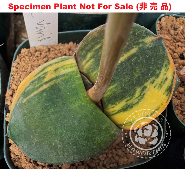 G-53 G. cv 'Monroe' variegate, 20 fresh seeds 2025 G-53 G. cv 'Monroe' variegate, 20 fresh seeds 2025