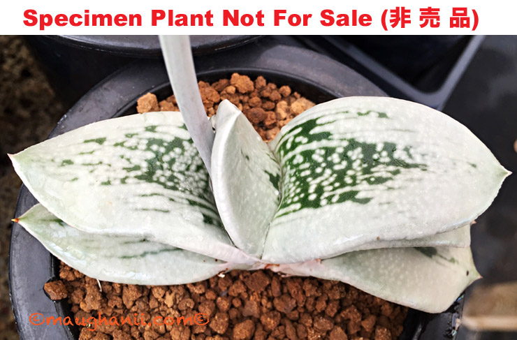 G-51 G. hyb 'Q', 20 fresh seeds 2025 G-51 G. hyb 'Q', 20 fresh seeds 2025