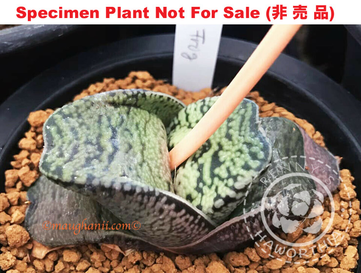 G-75 G. cv 'Frog' variegate, 20 fresh seeds 2025 G-75 G. cv 'Frog' variegate, 20 fresh seeds 2025