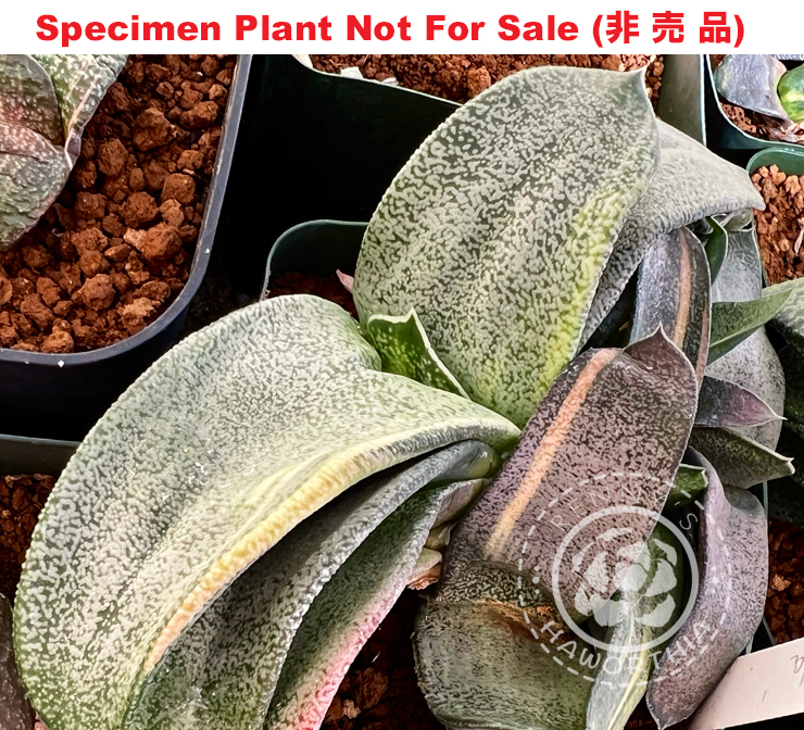 G-05 G. cv 'Vanilla' variegate, 20 fresh seeds 2025