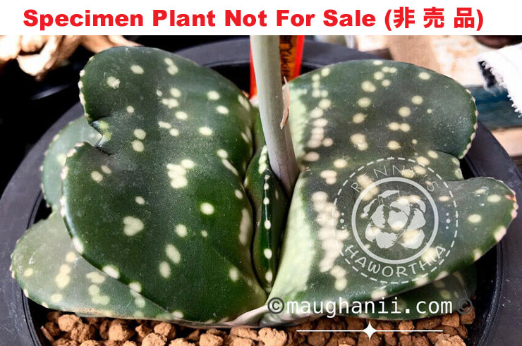 G-20 G. cv 'Yuki Hotaru', 20 fresh seeds 2025 G-20 G. cv 'Yuki Hotaru', 20 fresh seeds 2025