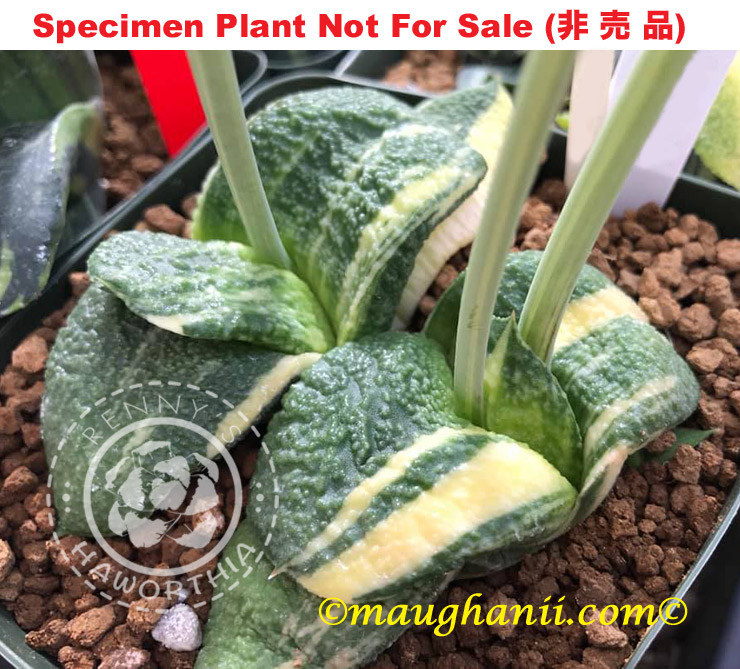 G-01 G. armstrongii 'Sakai Gagyu' Nishiki, 20 fresh seeds 2025