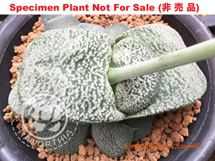 G-21 G. cv 'Snow White', 20 fresh seeds 2025 G-21 G. cv 'Snow White', 20 fresh seeds 2025
