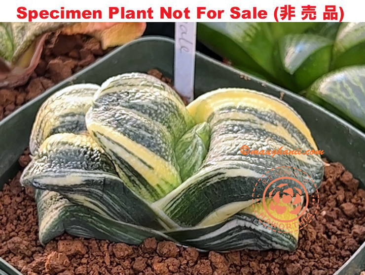 G-47 G. armstrongii 'Whale' varie, 20 fresh seeds 2025 G-47 G. armstrongii 'Whale' varie, 20 fresh seeds 2025