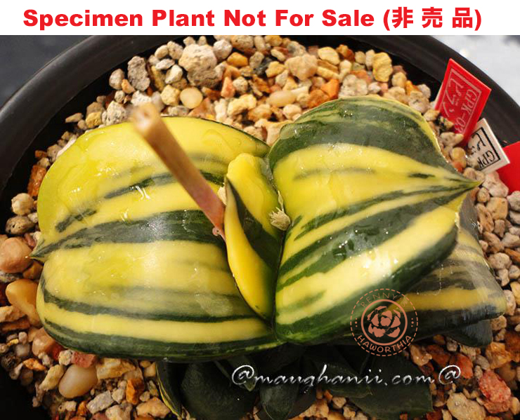 G-08 G. hyb 'GPK-03' variegate, 20 fresh seeds 2025