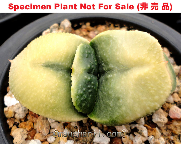 G-76 G. cv 'Akebono' variegate, 20 fresh seeds 2025 G-76 G. cv 'Akebono' variegate, 20 fresh seeds 2025