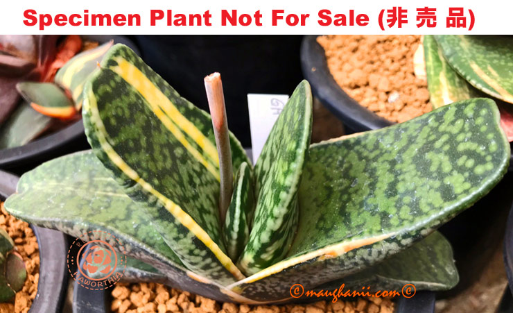 G-72 G. cv 'Boxer' variegate, 20 fresh seeds 2025 G-72 G. cv 'Boxer' variegate, 20 fresh seeds 2025