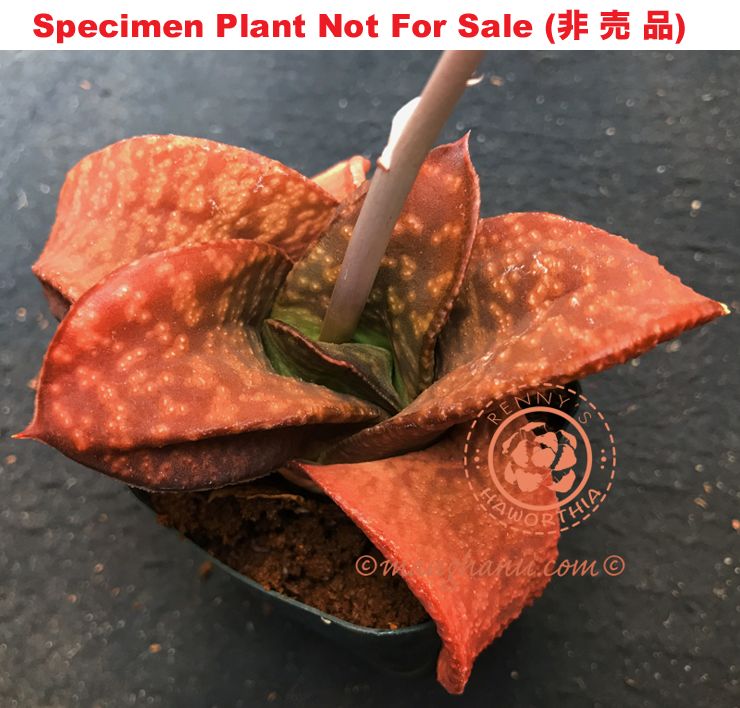 G-73 G. cv 'Orange Triangle', 20 fresh seeds 2025 G-73 G. cv 'Orange Triangle', 20 fresh seeds 2025