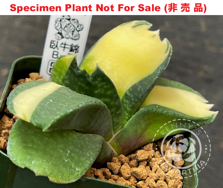 G-71 G. cv 'Sakiware' variegate, 20 fresh seeds 2025 G-71 G. cv 'Sakiware' variegate, 20 fresh seeds 2025