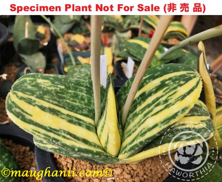 G-03 G. cv 'Disney' variegate, 20 fresh seeds 2025